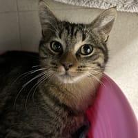 MASCARPONE (réservé), chat à adopter