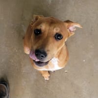 Canelle (réservée), chienne à adopter