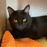 MISS COCO, chatte à adopter