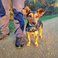 Pinocchio, chien à adopter