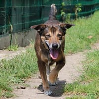 YOLTY HAA24675, chien à adopter