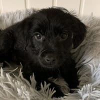 MIA, chienne à adopter
