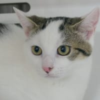 IRIS, chatte à adopter