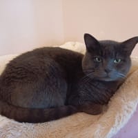 ROMEO PAB27778, chat à adopter