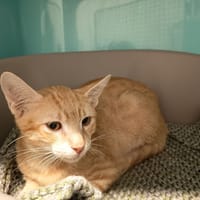 ASYA C, chat à adopter