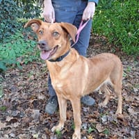 PRALINE, chienne à adopter