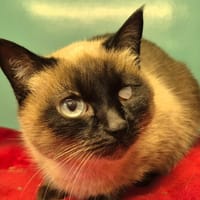 Naya, chatte à adopter