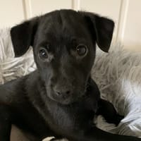 Stitch, chien à adopter