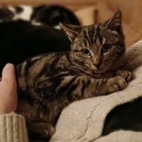 BEN, chat à adopter
