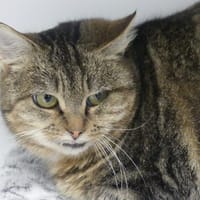 MINETTE, chatte à adopter