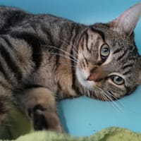 TABBY, chat à adopter