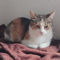 FIBI, chatte à adopter