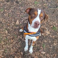 Buzz, chien à adopter