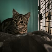 Swing, chat à adopter