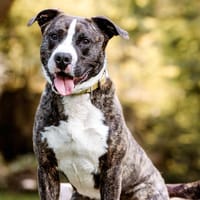 NINO, chien à adopter