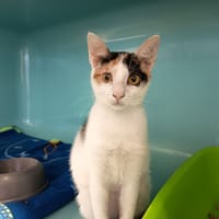 MADI COCO C, chatte à adopter