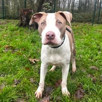 Kali PAA24018, chienne à adopter