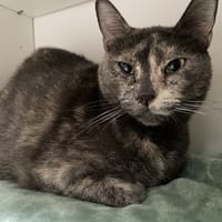 NESTA, chatte à adopter