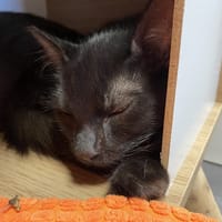 DOG, chat à adopter