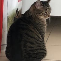 OTIS, chat à adopter