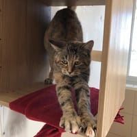 barbie, chatte à adopter