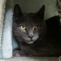 Fiby, chatte à adopter