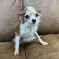 HULOTTE, chienne à adopter