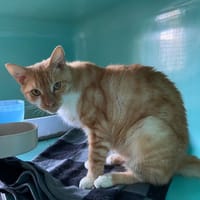 POLUX, chat à adopter