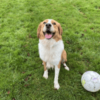 ALFRED, chien à adopter