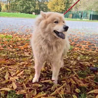 PATCHA, chien à adopter