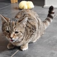 PRALINE, chatte à adopter