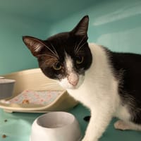 ODI C, chat à adopter