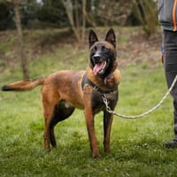 NOPATCHAI HAA24656, chien à adopter