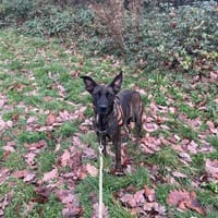 VOICE OAA19894, chienne à adopter