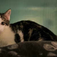 Swag, chat à adopter