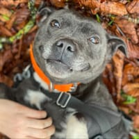 SHIVA, chienne à adopter