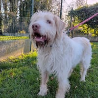 JODEL, chien à adopter