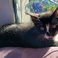 P'tit loup, chatte à adopter