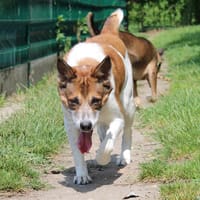 MITSUKY HAA24676, chien à adopter