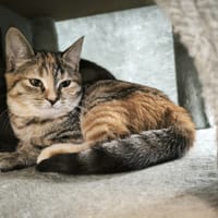 Fifou, chatte à adopter