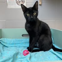 TANGO, chat à adopter