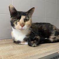 CLEOPATRE, chatte à adopter