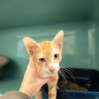 POA C, chatte à adopter