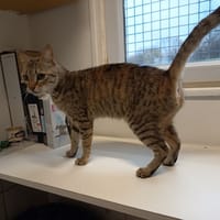 TIGRESA C, chatte à adopter