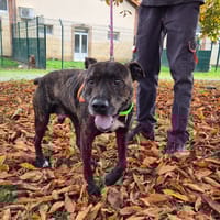 TIPIAK, chien à adopter