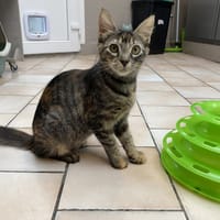 MONACO, chatte à adopter