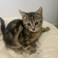 BLUE, chat à adopter