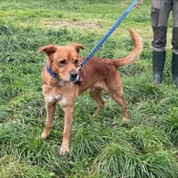 LOULOU, chien à adopter