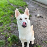 NIKI, chien à adopter
