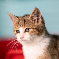 Biscotte, chatte à adopter